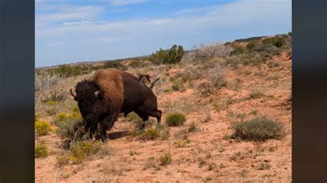 Bison attacks: How to avoid a dangerous encounter .